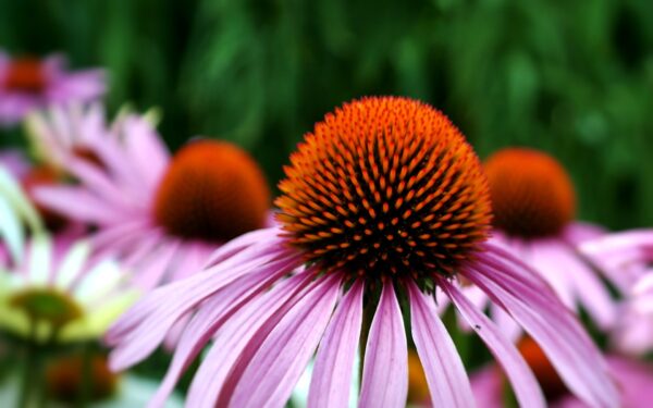 Echinacea, la grande alleata