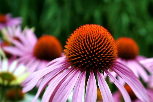 Echinacea, la grande alleata