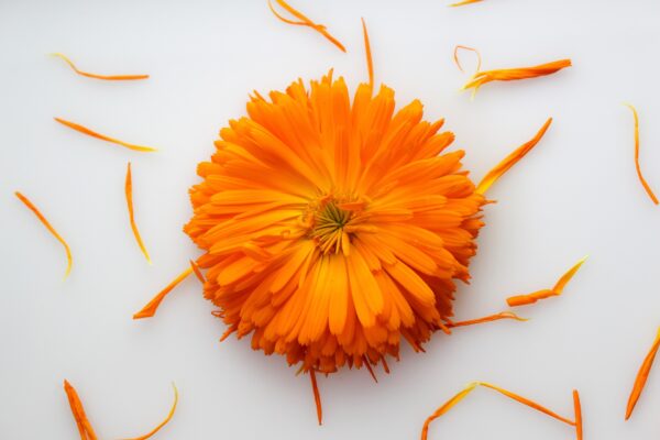 Calendula, la sposa del sole