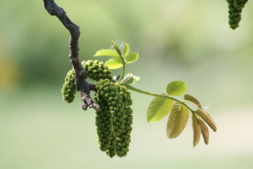 Walnut, fiore del cambiamento