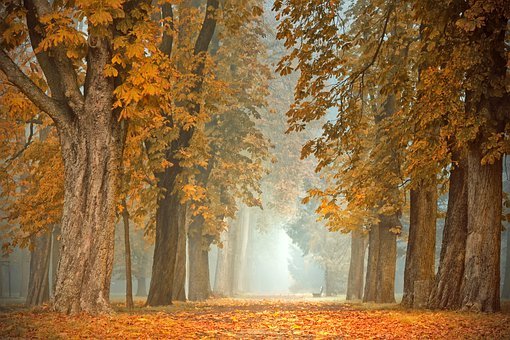 Castanea Sativa, amica dell’autunno🌰