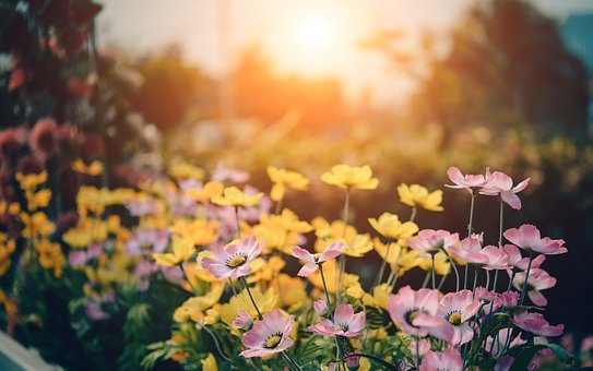 Piante Amiche della Primavera