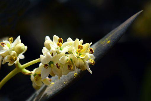 Olive, una nuova energia