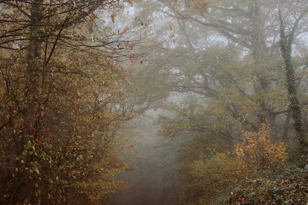 Gli alberi stagionali connessi a Samhain