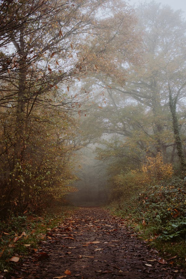 Gli alberi stagionali connessi a Samhain